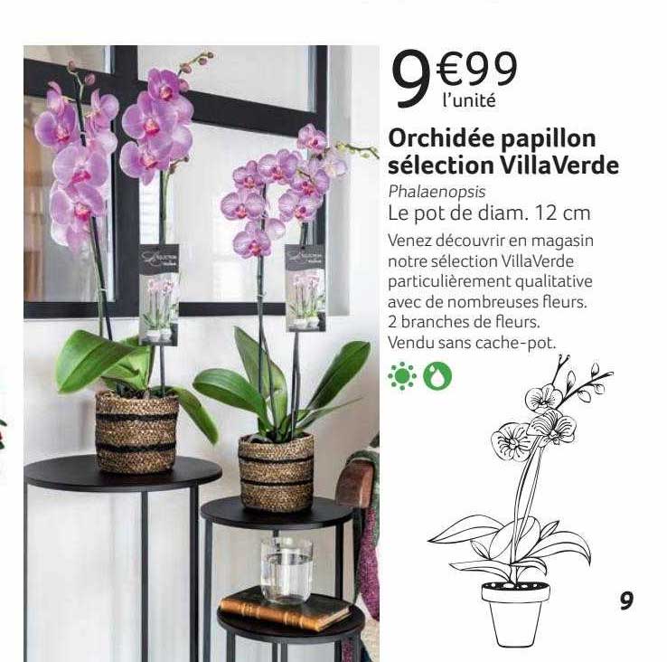orchidée papillon sélection villa verde