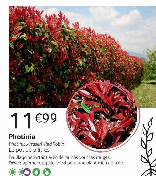 Photinia