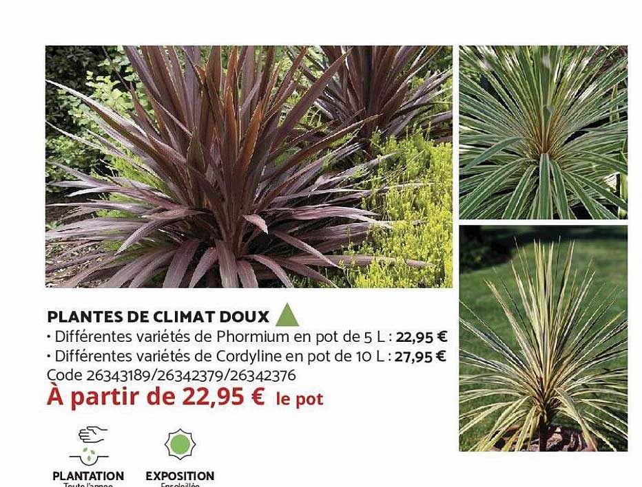 Plantes De Climat Doux
