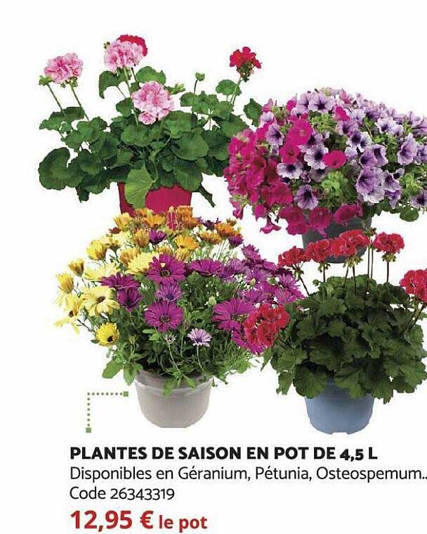 Plantes De Saison En Pot De 4,5 L
