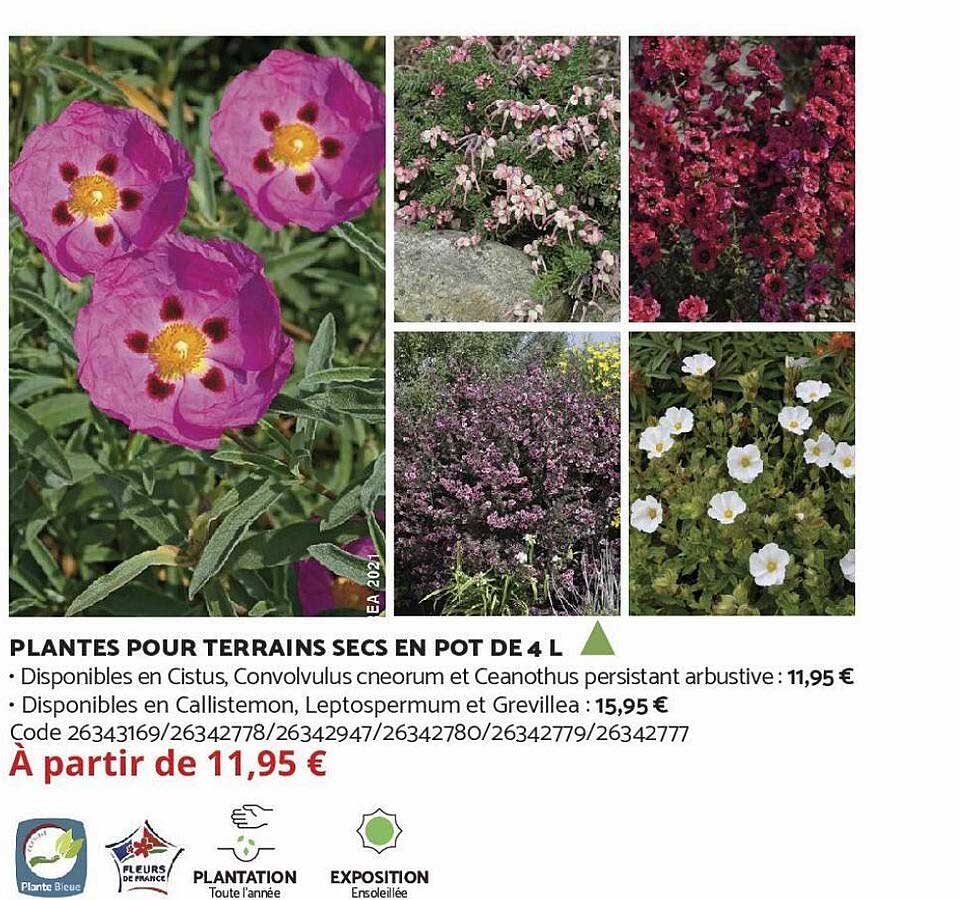 plantes pour terrains secs en pot de 4 l