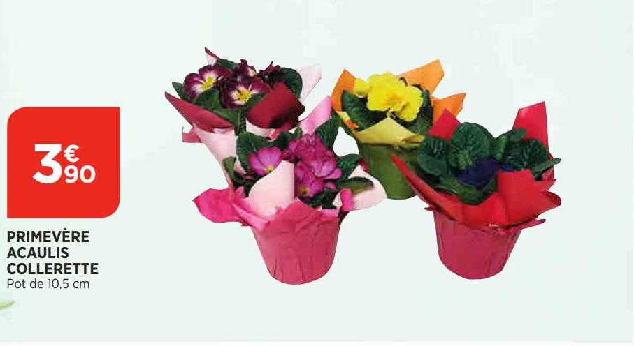 primevère acaulis collerette