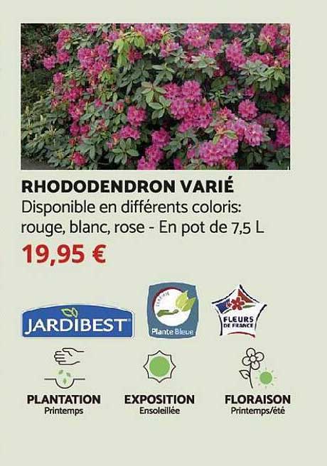 rhododendron varié