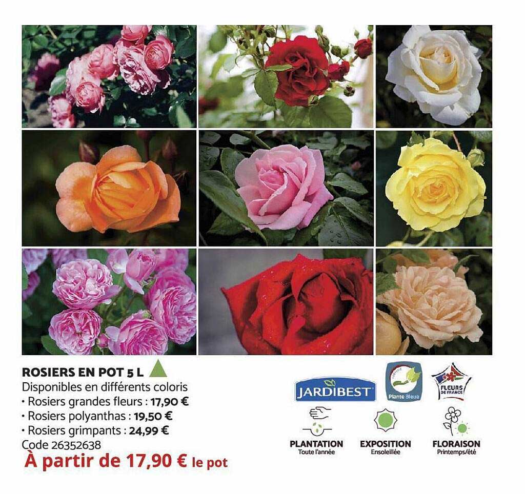 rosiers en pot 5 l jardibest