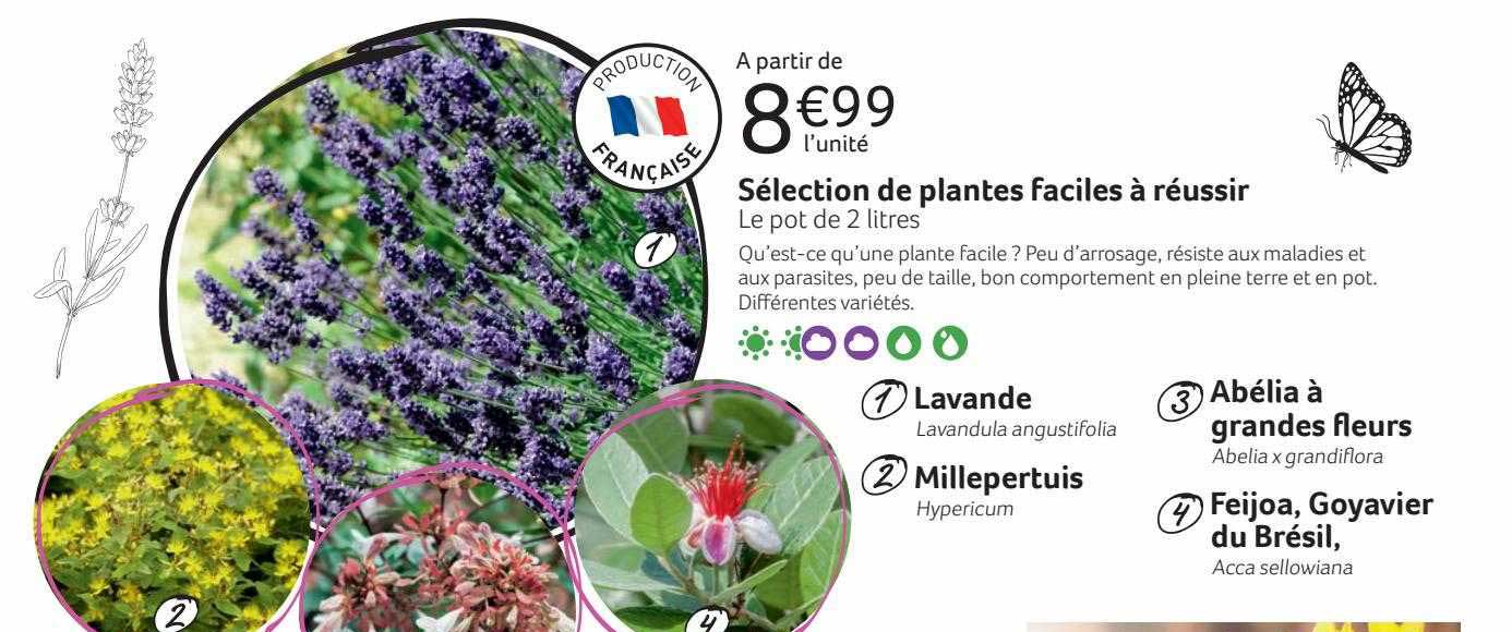 sélection de plantes faciles à réussir
