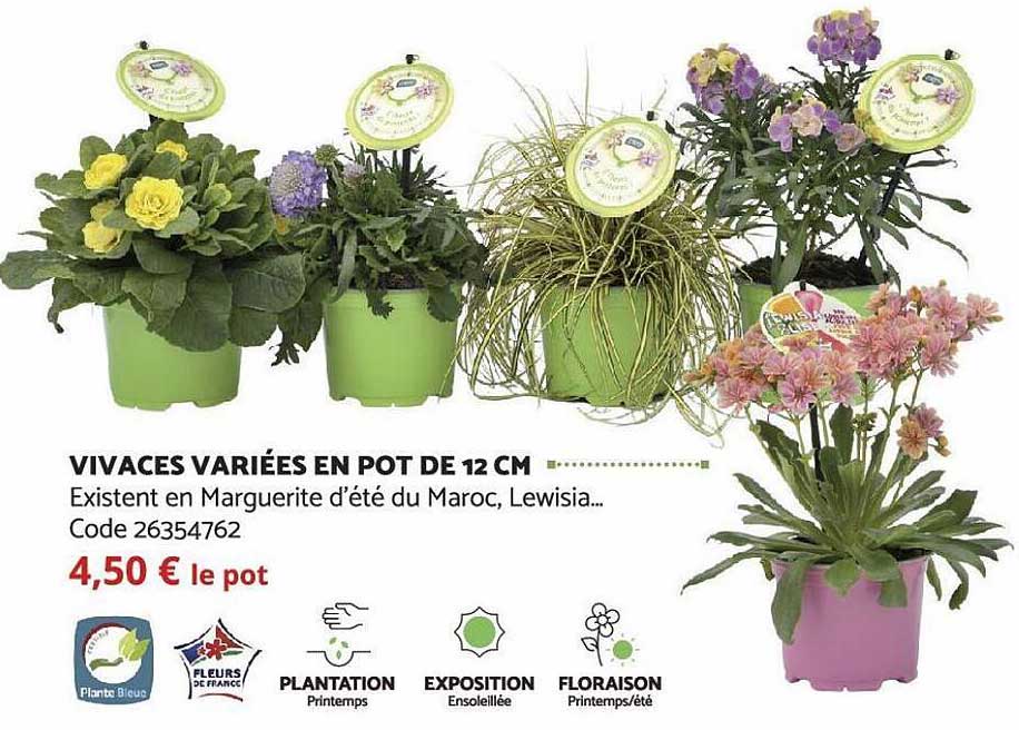 vivaces variées en pot de 12 cm