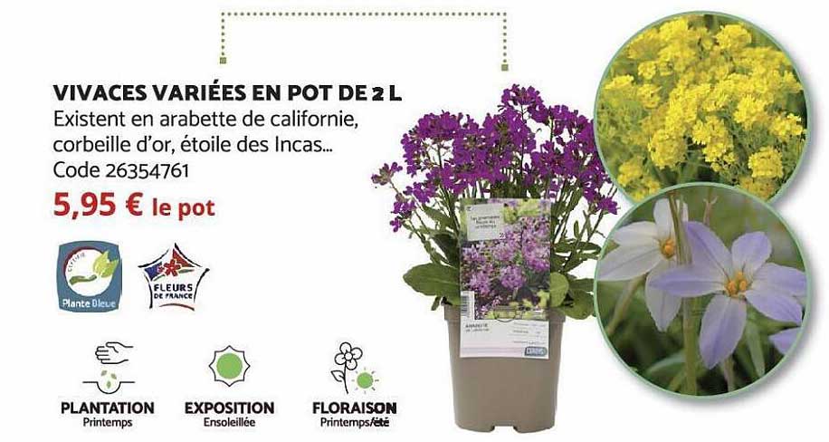 vivaces variées en pot de 2 l