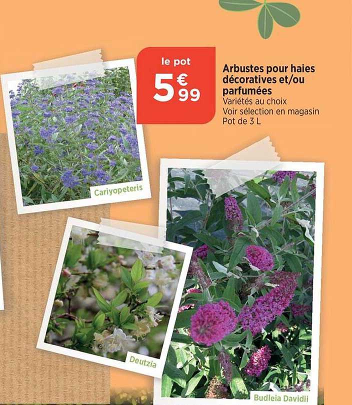 arbustes pour haies décoratives et/ou parfumées