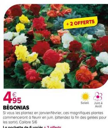 bégonias