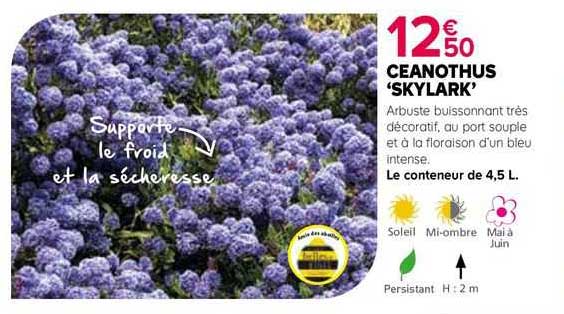 ceanothus 'skylark'