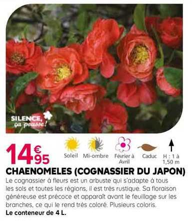 Chaenomles (cognassier Du Japon)