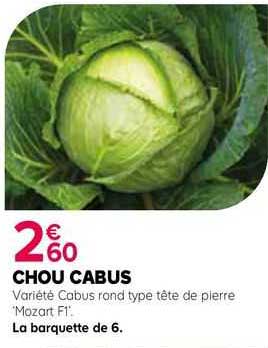 chou cabus