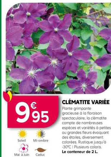 clématite variée