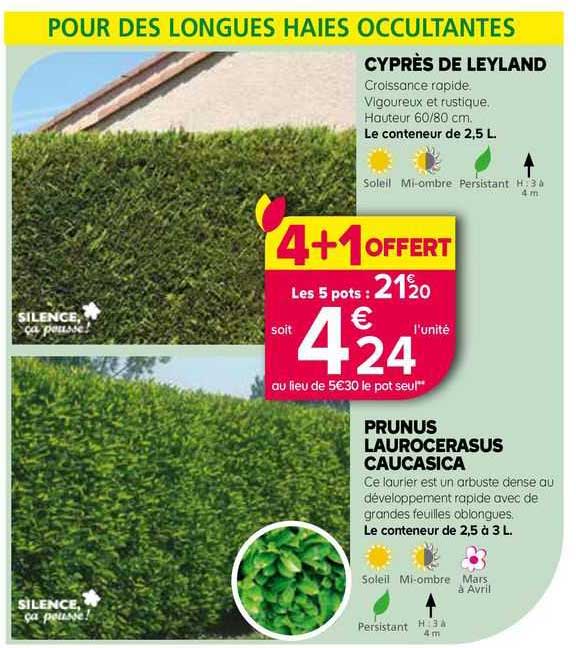 cyprès de leyland prunus laurocerasus caucasica