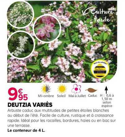 deutzia variés