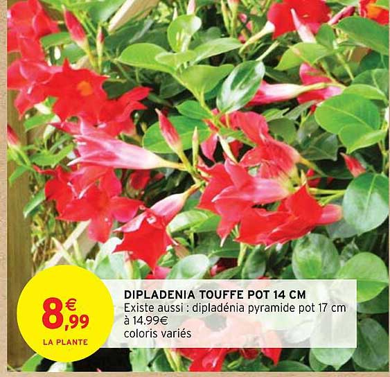 dipladenia touffe pot 14 cm