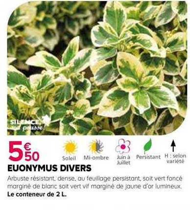 euonymus divers