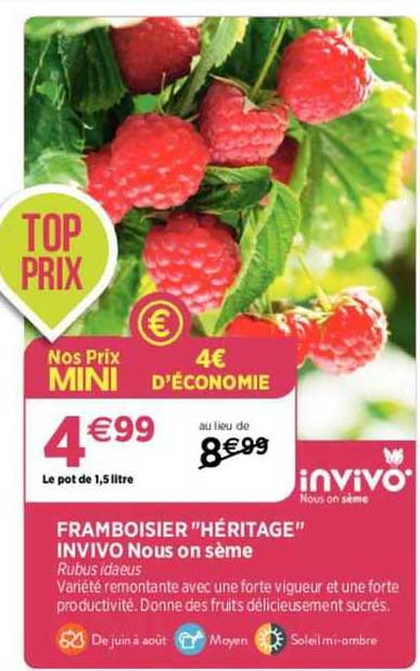framboisier "héritage" invivo nous on sème