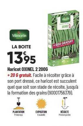 haricot oxinel 2 200g vilmorin