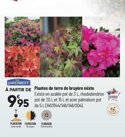jardibest plantes de terre de bruyère mixte