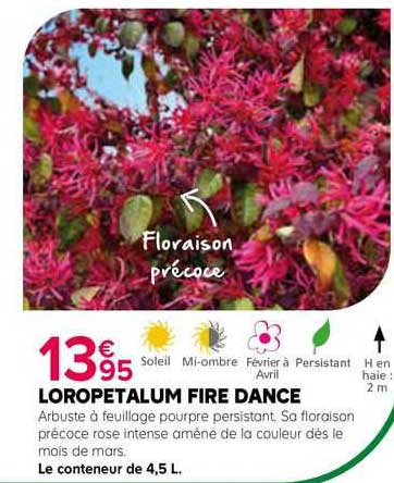 loropetalum fire dance