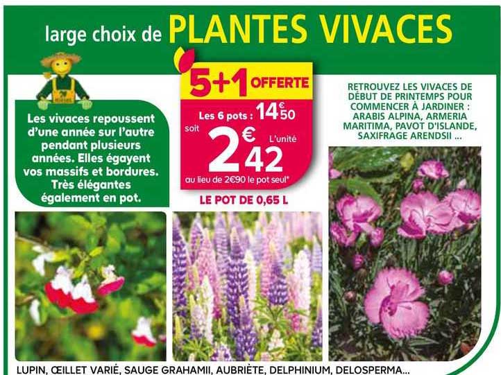 lupin, œillet varié, sauge grahamii, aubriète, delphinium, delopserma...