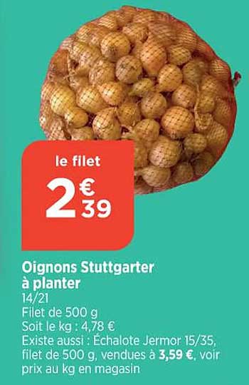 oignons stuttgarter à planter