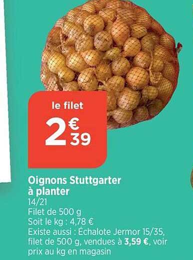 oignons stuttgarter à planter