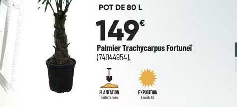 palmier trachycarpus fortuneï