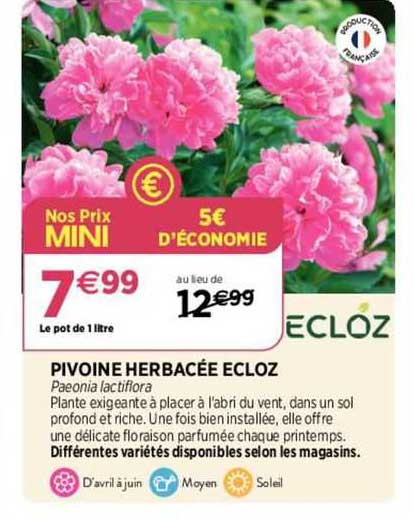 pivoine herbacée ecloz