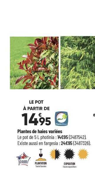 plantes de haies variées