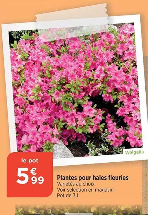 plantes pour haies fleuries