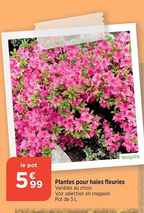 plantes pour haies fleuries