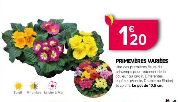 primevères variées