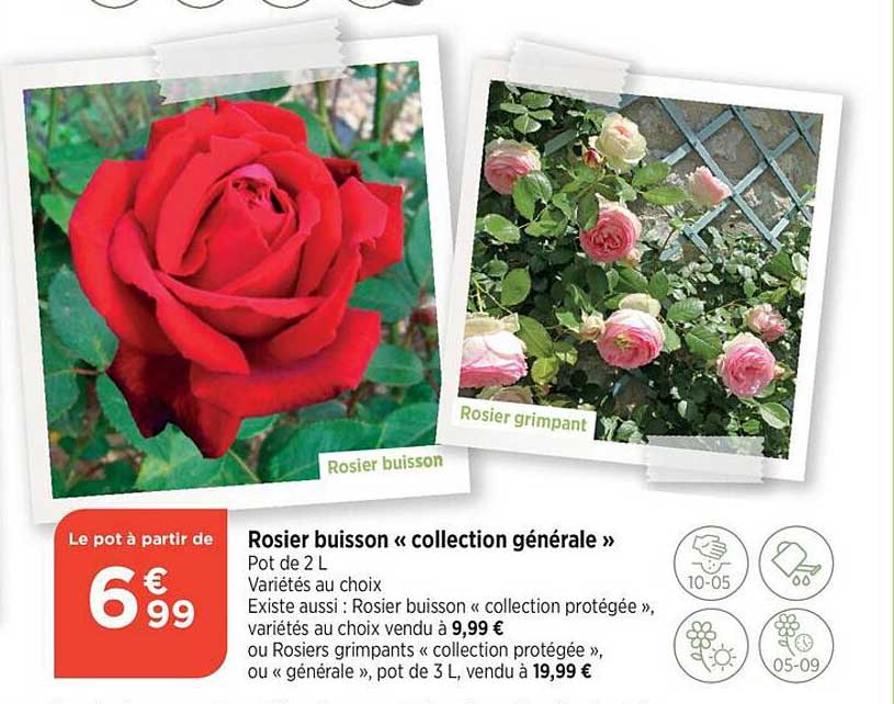 Rosier Buisson "collection Générale"