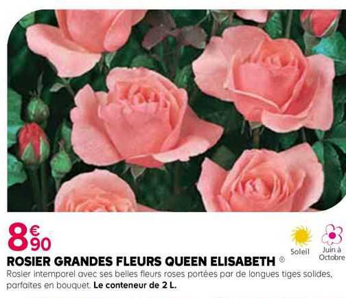 rosier grandes fleurs queen elisabeth