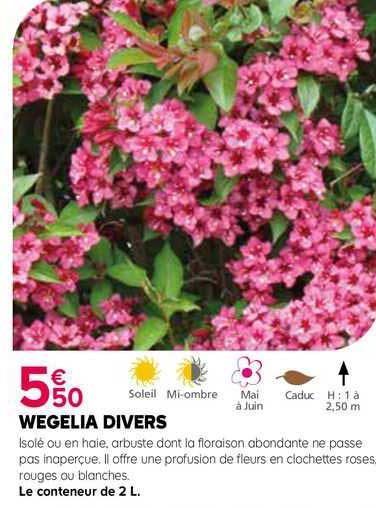 wegelia divers