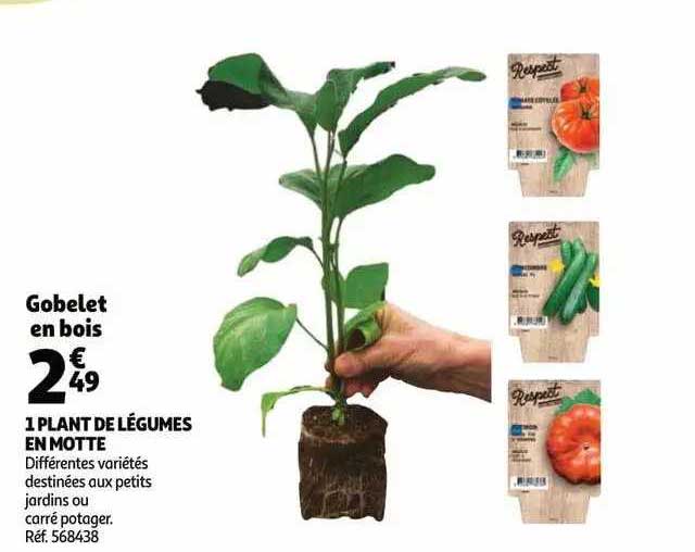 1 plant de légumes en motte