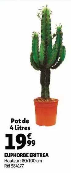 euphorbe eritrea
