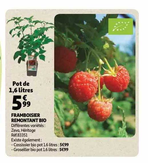 Framboisier Remontant Bio