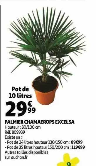 palmier chamaerops excelsa