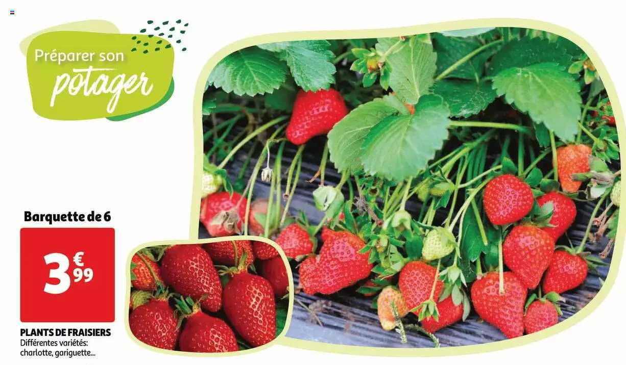 plants de fraisiers