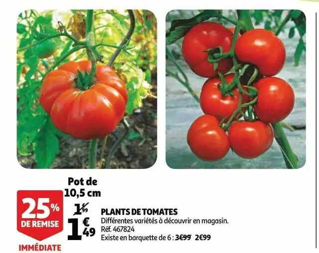 plants de tomates 25% de remise immédiate
