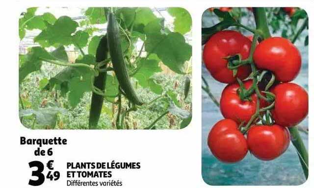 plants légumes et tomates