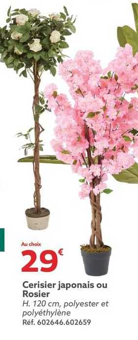 Cerisier Japonais Ou Rosier