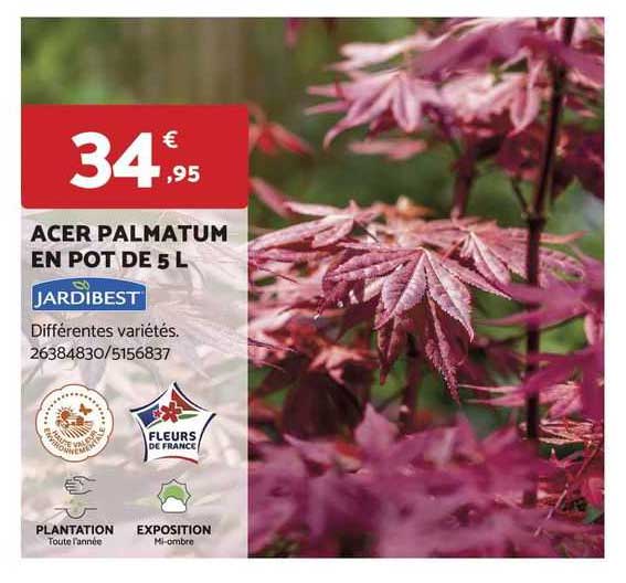acer palmatum en pot de 5 l jardibest