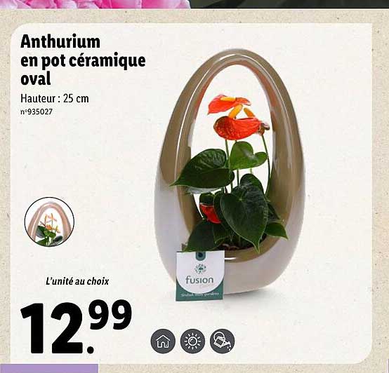 anthurium en pot céramique oval