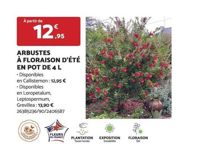 Arbustes à Floraison D'été En Pot De 4 L