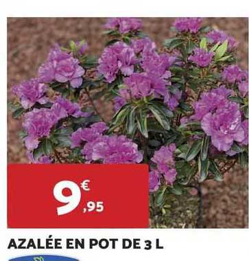 azalée en pot de 3 l jardibest