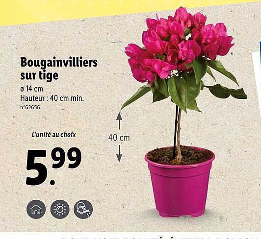 bougainvilliers sur tige